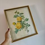 Old frame pink yellow Dreaded