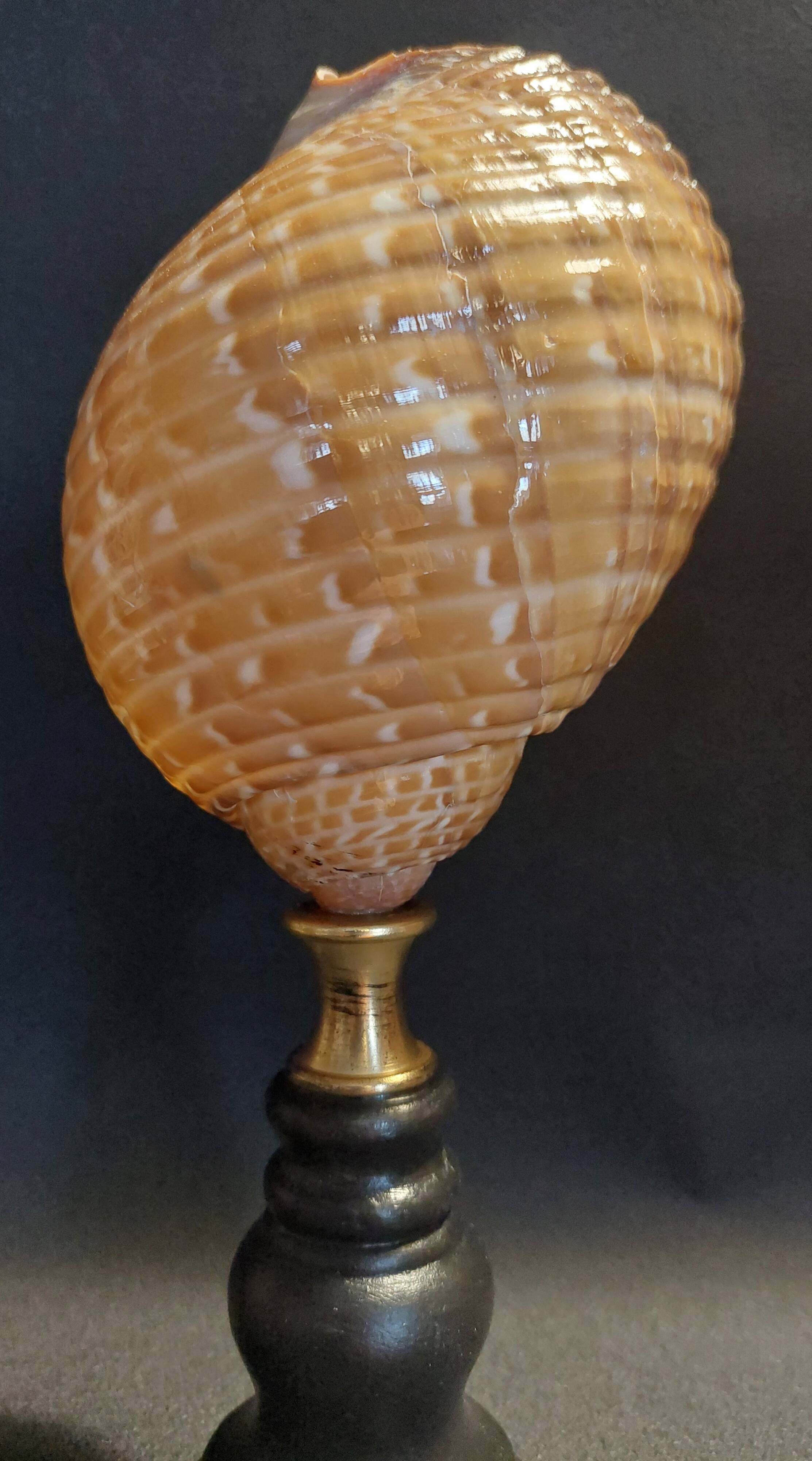 Cabinet of Curiosities shell tonna perdix on a base