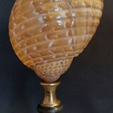 Cabinet of Curiosities shell tonna perdix on a base