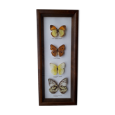 Cadre papillon