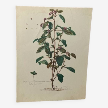 Botanical poster Heliotrope