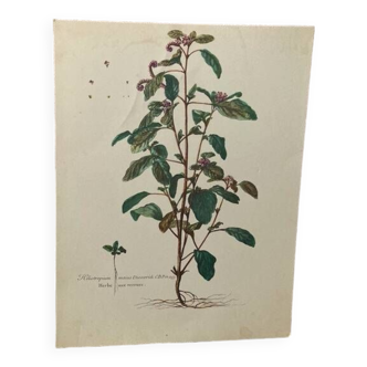 Botanical poster Heliotrope