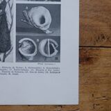 Original lithographs of birds and nests