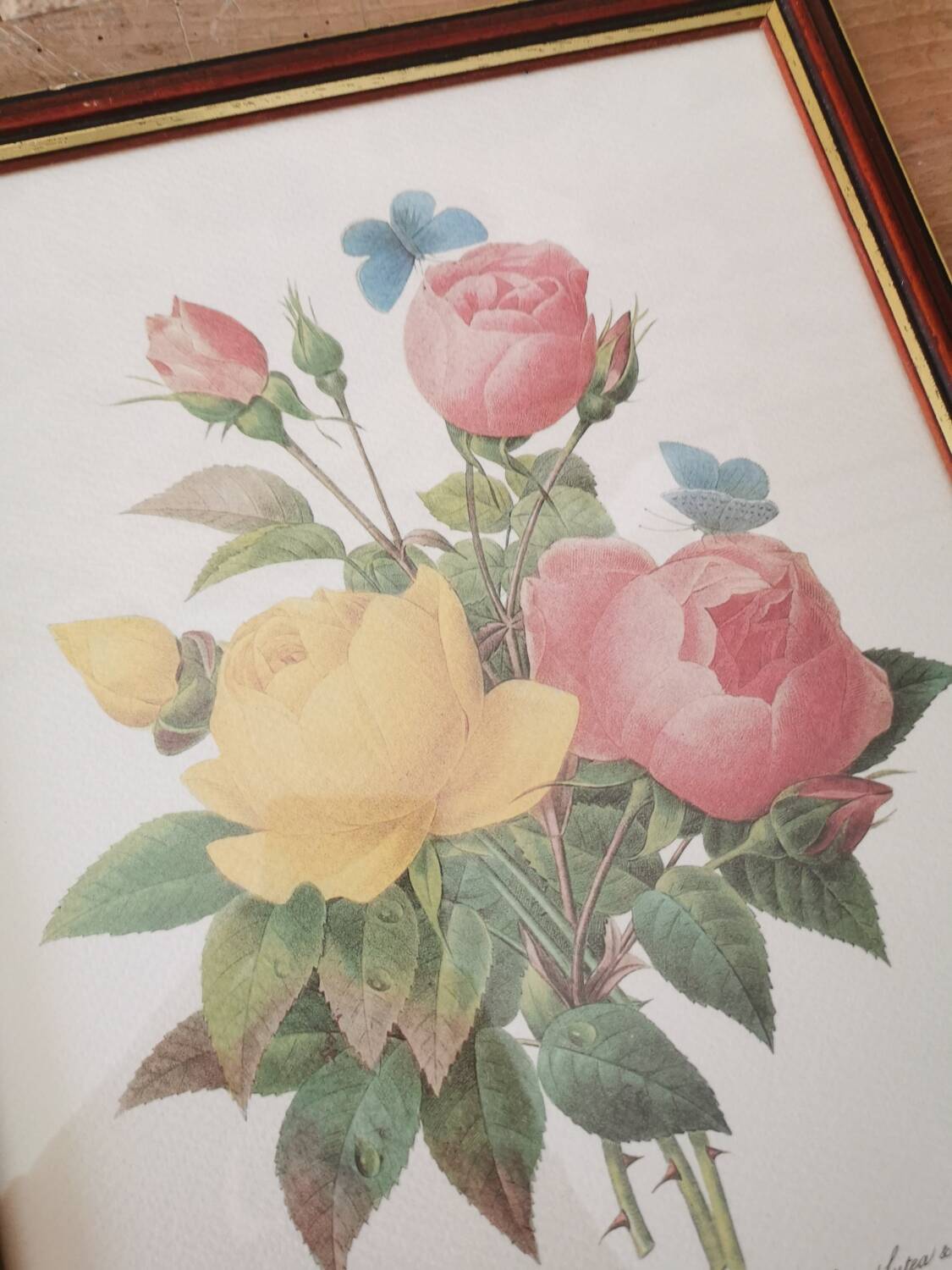 Tableau Redouté, Rose jaune et rose du Bengale.