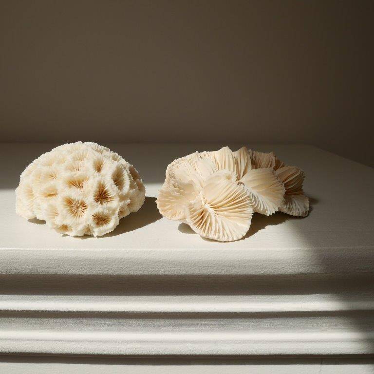 Set of 2 corals (white coral)