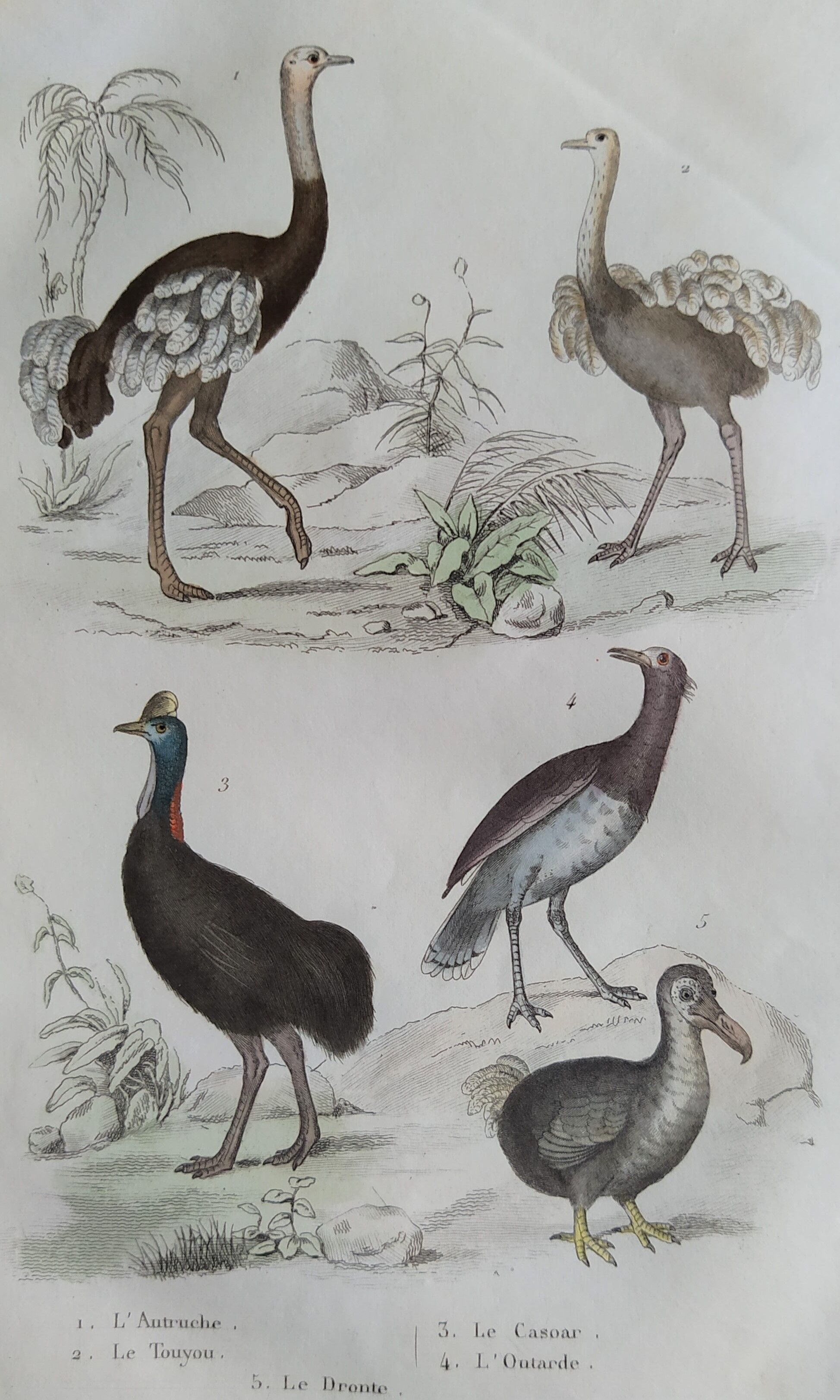 Planche Ornithologique originale " Autruche - Touyou - &c... " Buffon 1836