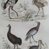Original Ornithological plate "Ostrich - Touyou - &c..." Buffon 1836