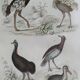 Planche Ornithologique originale " Autruche - Touyou - &c... " Buffon 1836