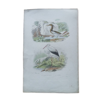 Poster - 19th century zoological engraving of birds - crab-eater stork