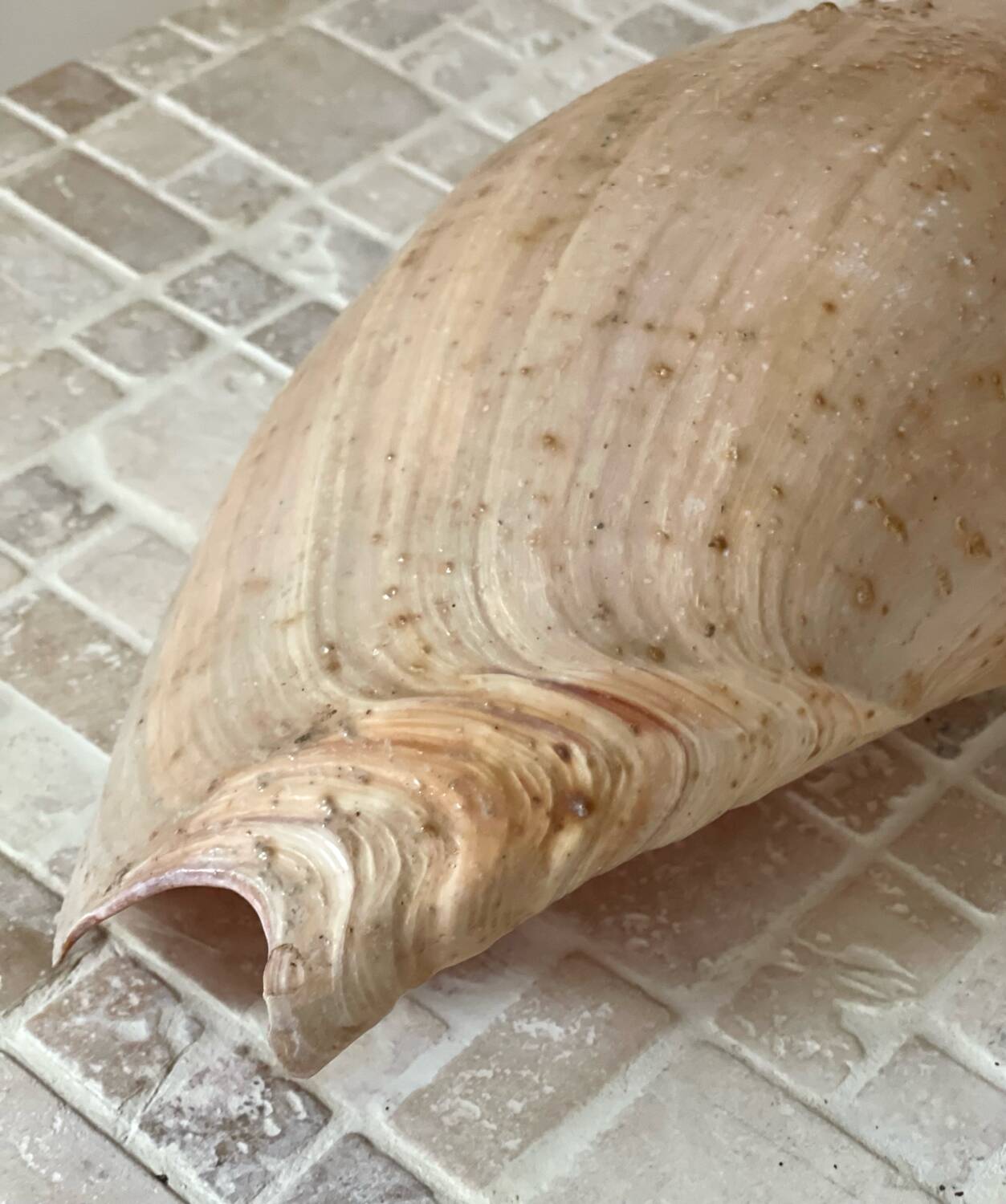 Large Melo Amphora seashell.