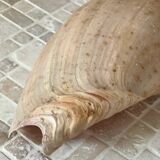 Large Melo Amphora seashell.