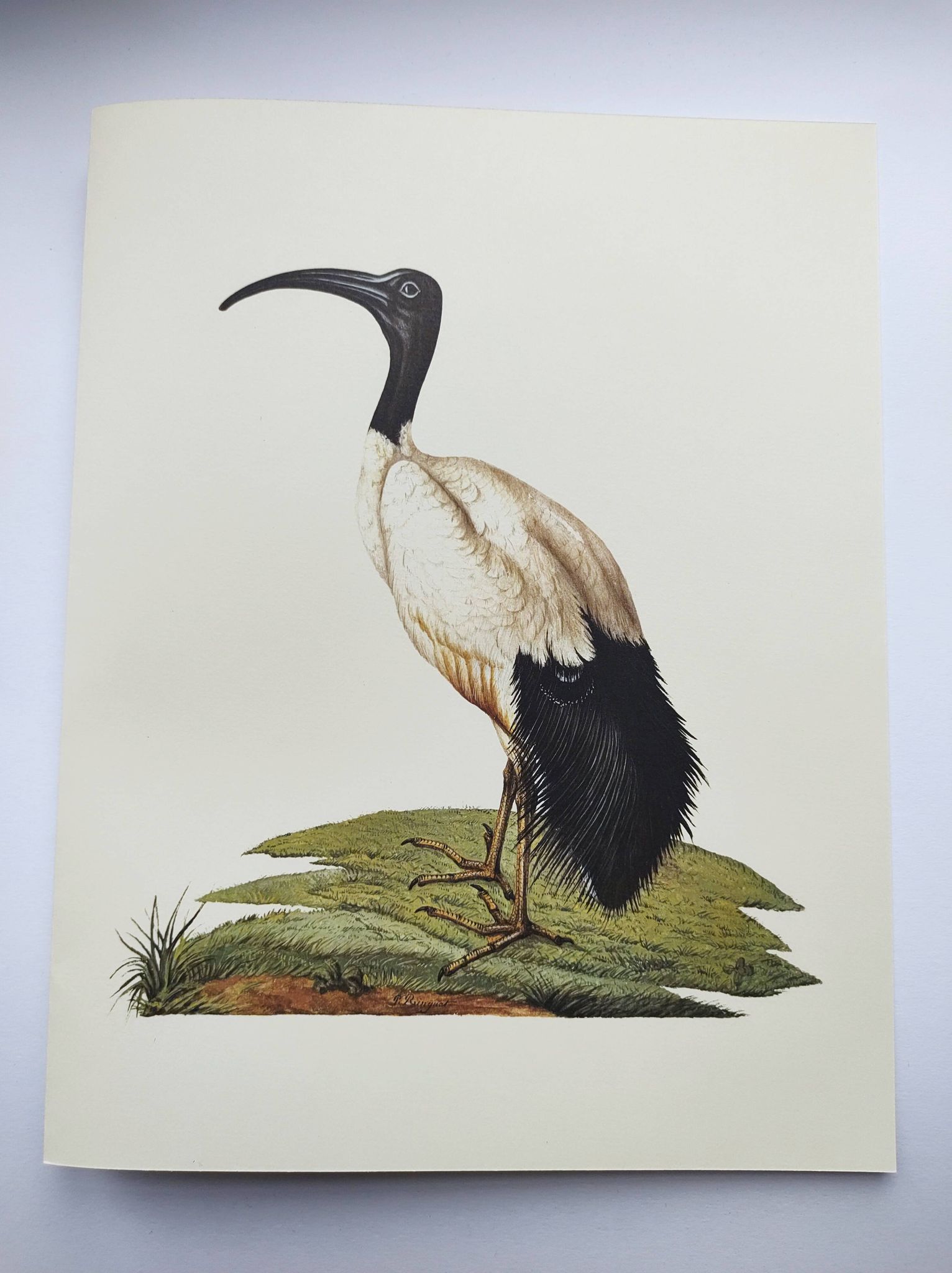 Board from the 70s - Sacred Ibis of Egypt - Vintage animal and bird illustration