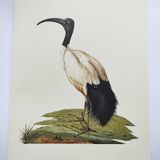 Board from the 70s - Sacred Ibis of Egypt - Vintage animal and bird illustration