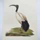Planche années 70 -Ibis sacré d',Égypte- Illustration animaux et Oiseaux vintage