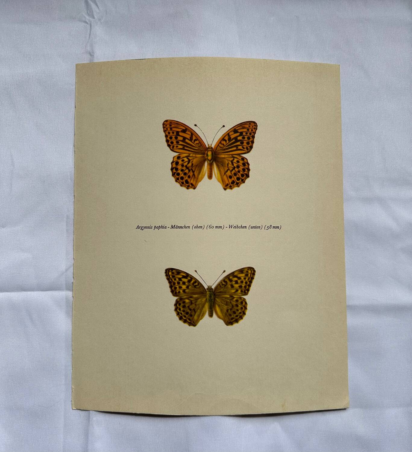 Antique butterfly engraving vintage botanical plate naturalist etching