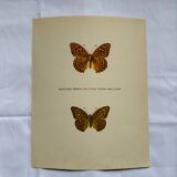 Antique butterfly engraving vintage botanical plate naturalist etching