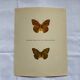 Old butterfly engraving vintage botanical plate etching naturalist