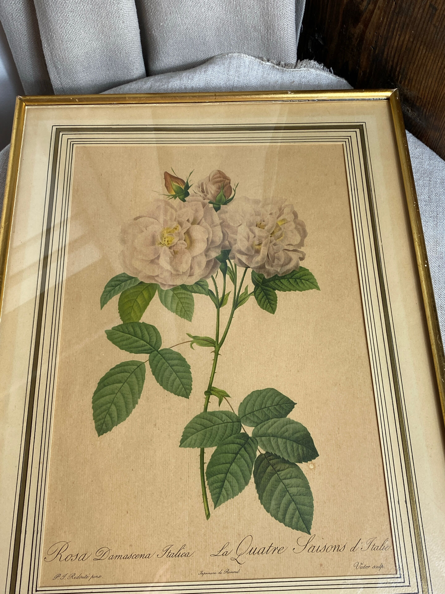 Botanical print, Rosa Damascena, by P-J Redouté