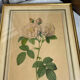 Botanical print, Rosa Damascena, by P-J Redouté