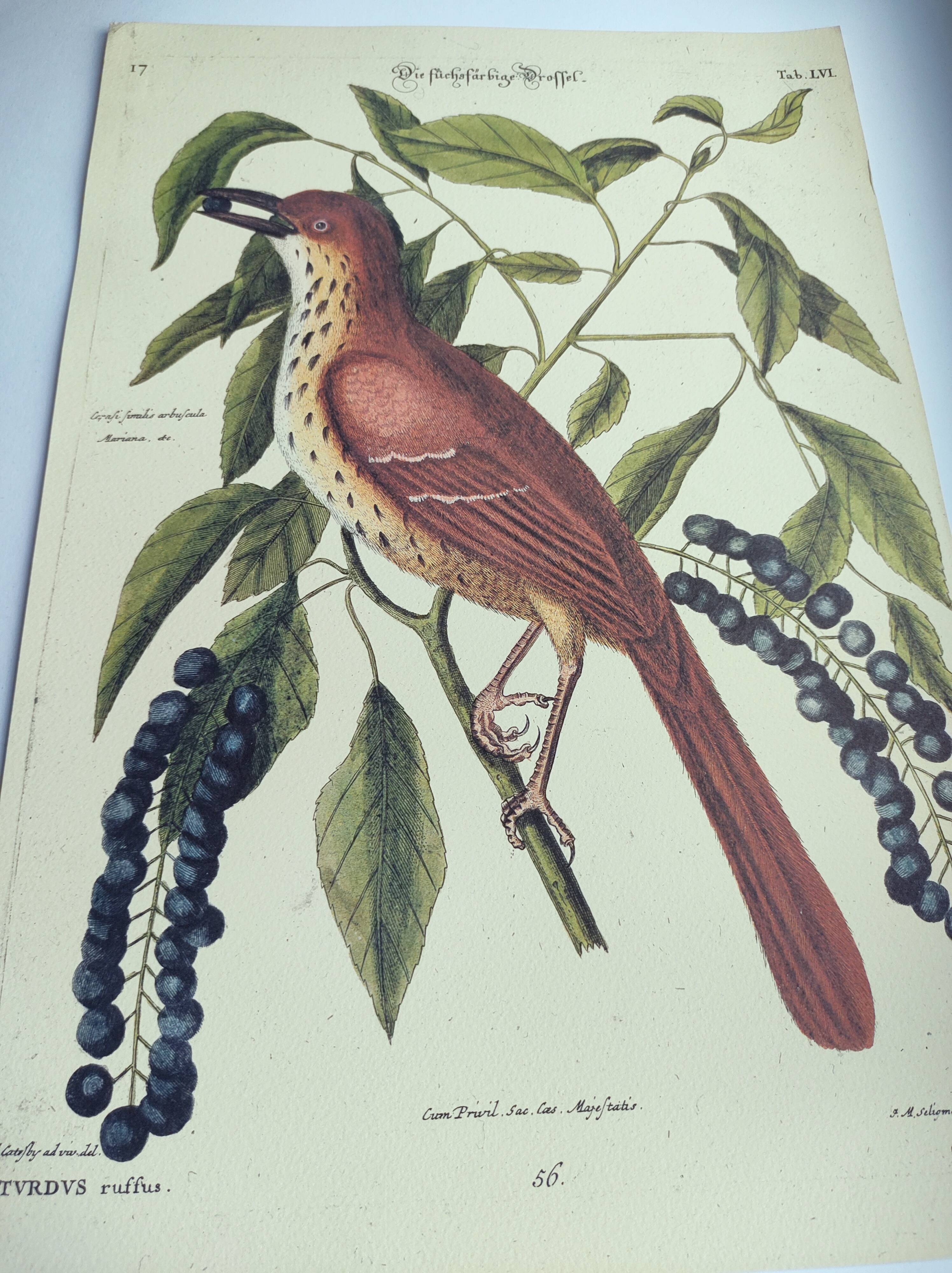 Old bird engraving -Red Thrush- Zoological plate by Seligmann & Catesby
