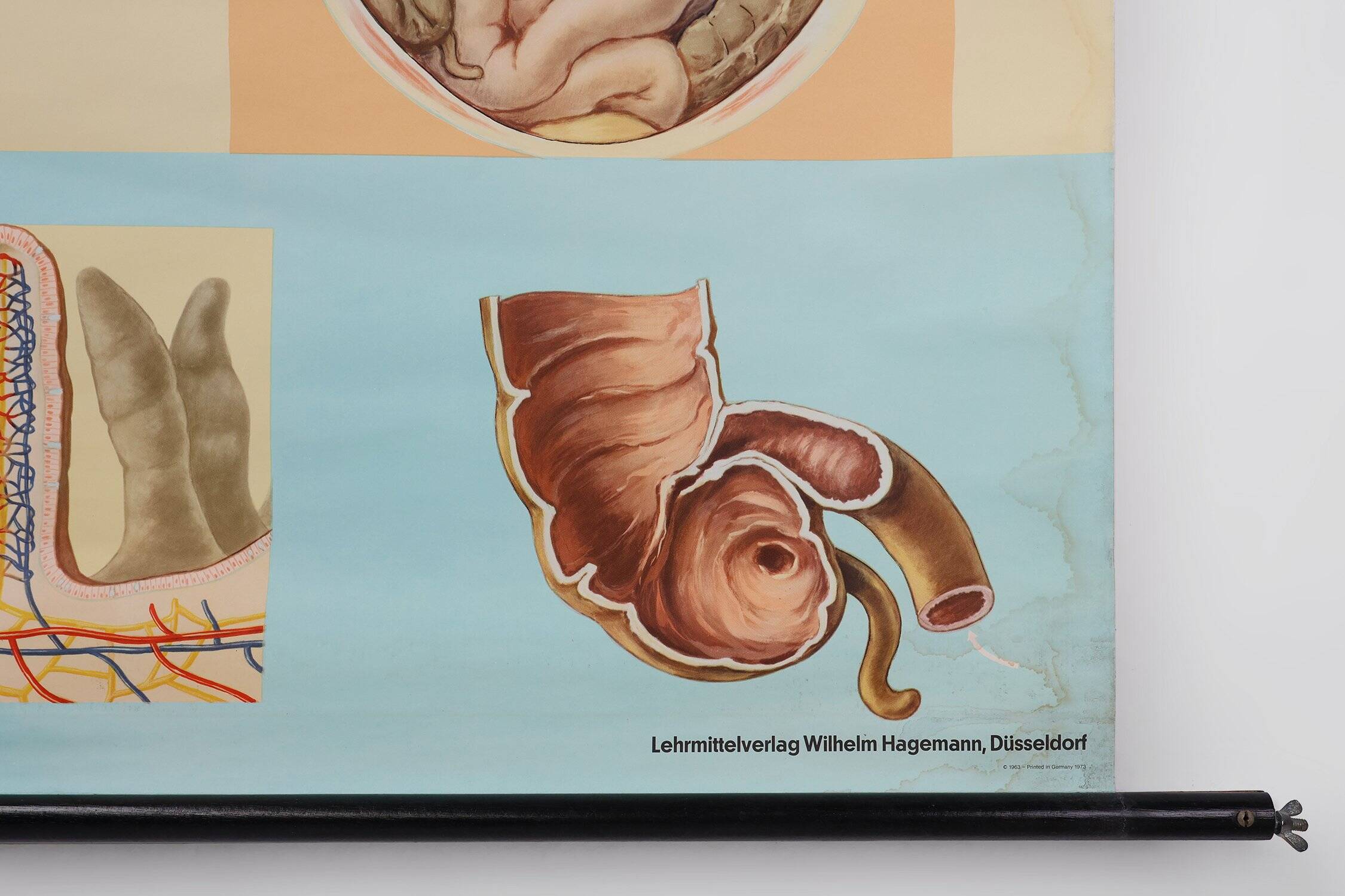 Mid-Century School Map of Digestion, Germany, 1960s