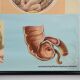 Mid-Century School Map of Digestion, Germany, 1960s