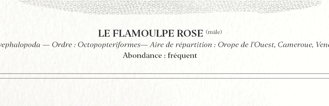 Chimera lithograph animal engraving - the pink flamoulpe