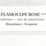 Chimera lithograph animal engraving - the pink flamoulpe