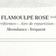 Chimera lithograph animal engraving - the pink flamoulpe