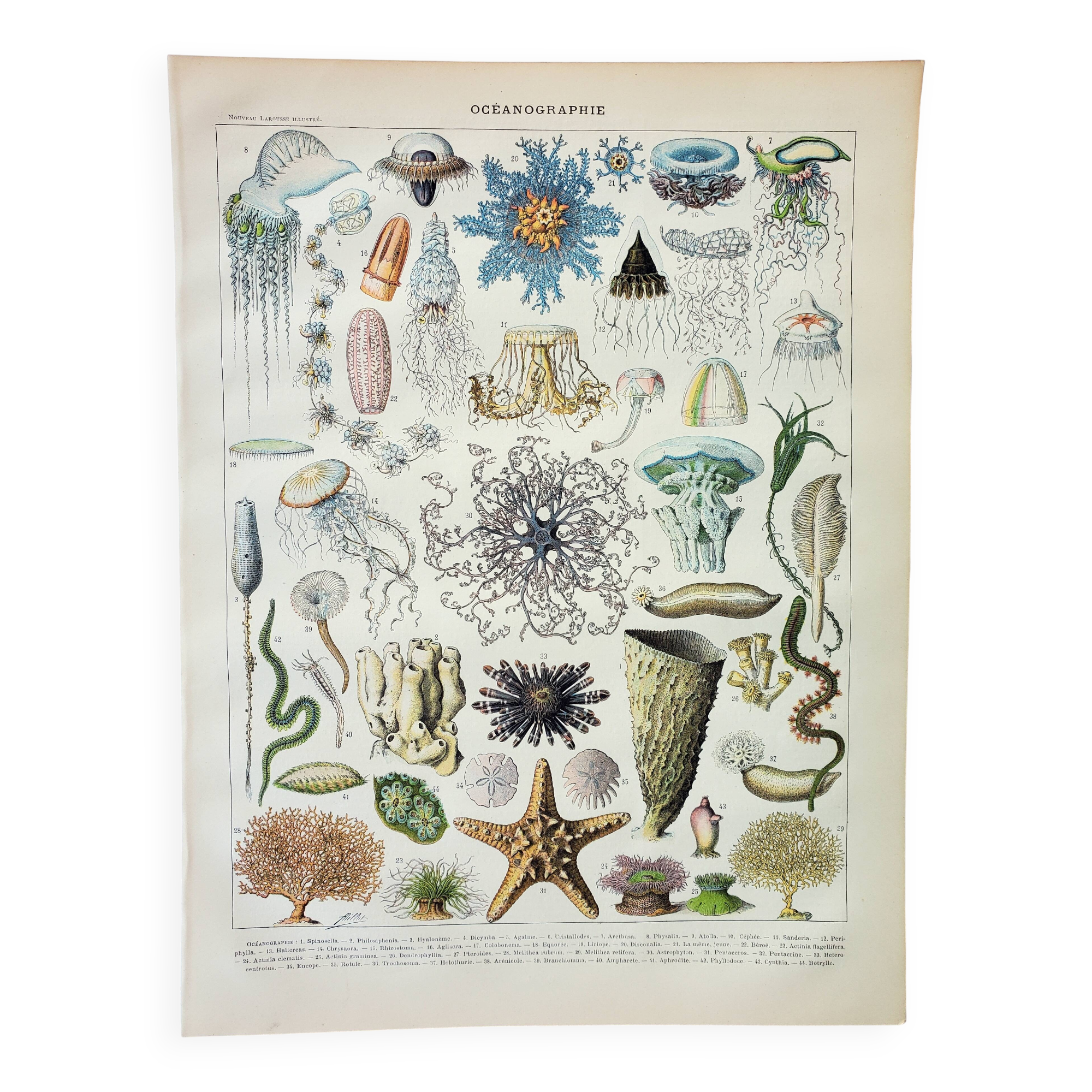 Antique engraving 1898, Oceanography, marine animals • Lithograph, original illustration