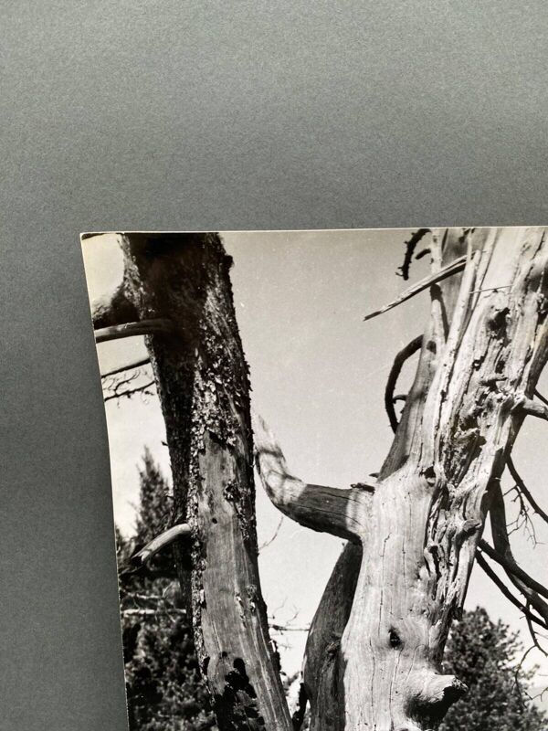 Photographie argentique Bernard Darot Arbre mort XXe