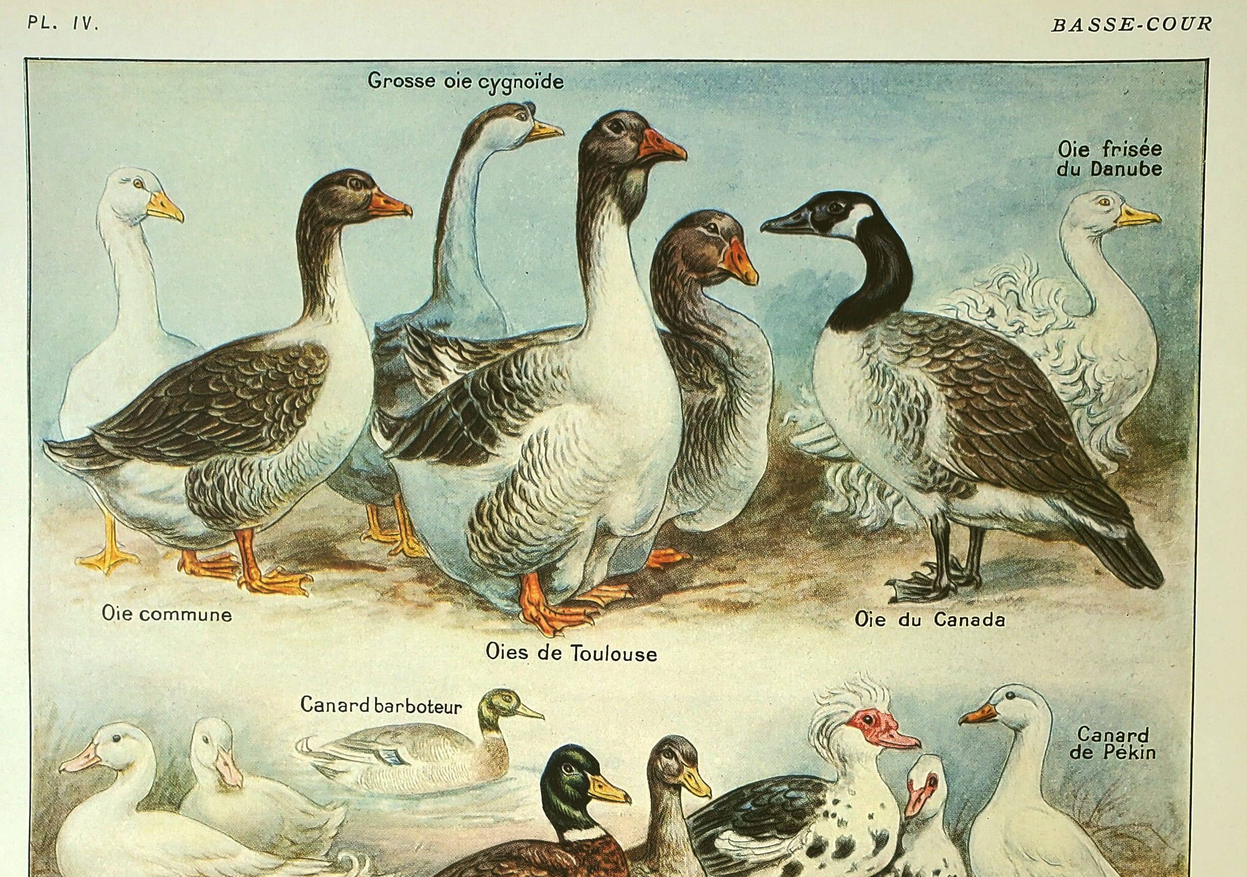 Antique engraving 1921 by Dessertenne - Farmyard animals 1 - Lithograph