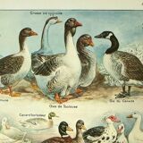 Antique engraving 1921 by Dessertenne - Farmyard animals 1 - Lithograph