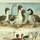 Antique engraving 1921 by Dessertenne - Farmyard animals 1 - Lithograph