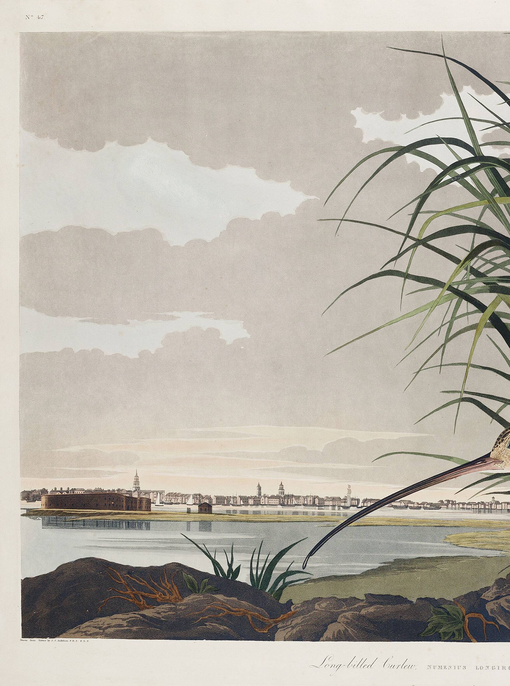 Poster about the Long-billed Curlew, based on an old engraving from 1827.