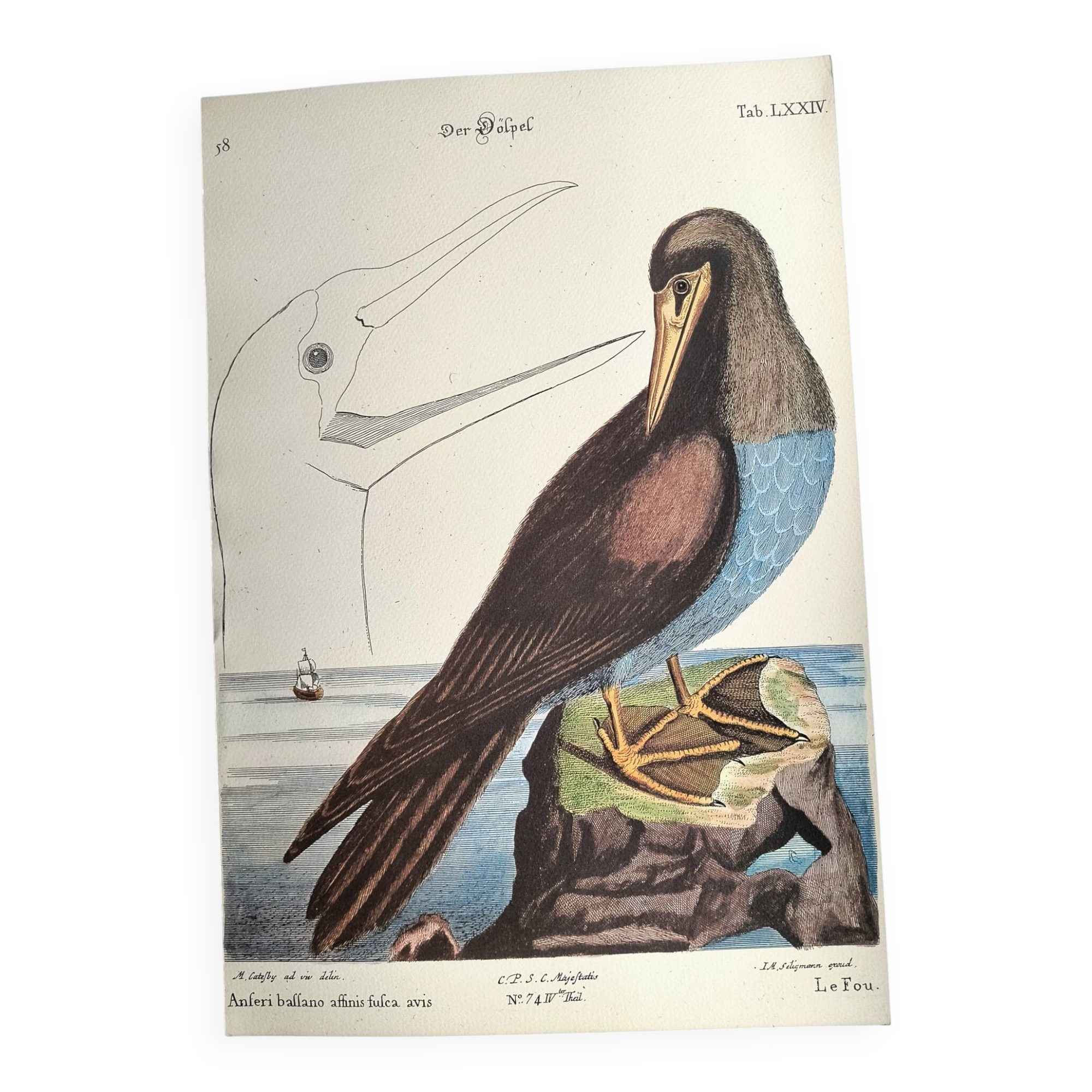 Antique bird engraving - The Fool - Zoological plate by Seligmann & Catesby