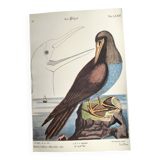 Antique bird engraving - The Fool - Zoological plate by Seligmann & Catesby