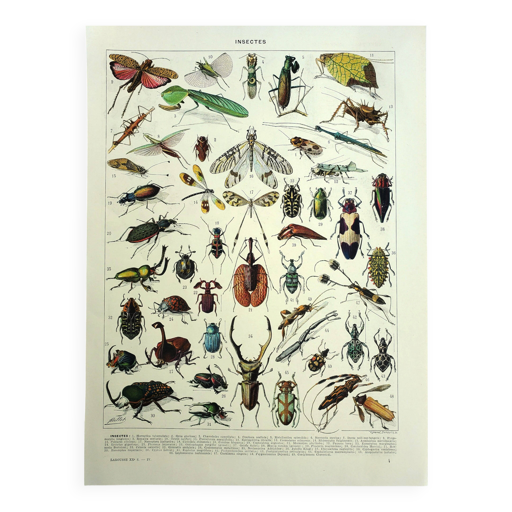 Antique lithograph 1928 A. Millot - Insects, entomology, beetles