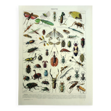 Lithgraphie ancienne 1928 A. Millot - Insectes, entomologie, coléoptères