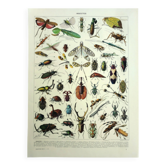 Antique lithograph 1928 A. Millot - Insects, entomology, beetles