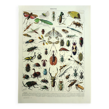 Lithgraphie ancienne 1928 A. Millot - Insectes, entomologie, coléoptères