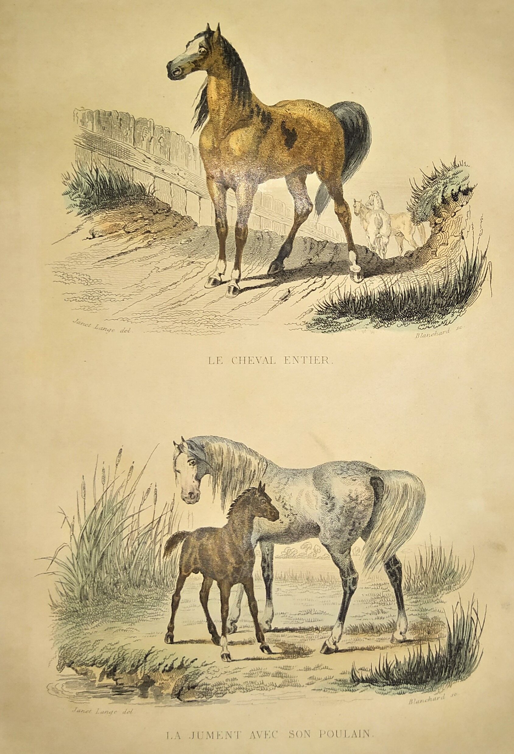 ORIGINAL ZOOLOGICAL FRAME ENGRAVING FROM 1839 " WHOLE HORSE,....,.... "