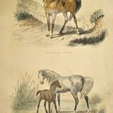 ORIGINAL ZOOLOGICAL FRAME ENGRAVING FROM 1839 " WHOLE HORSE,....,.... "