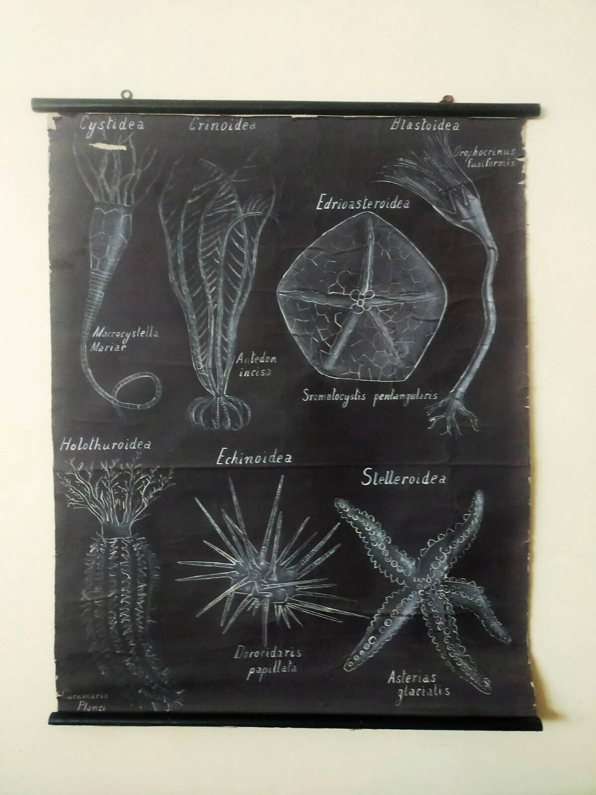Rare educational grand tableau hand-drawn of extinct echinoderms, 19th century.