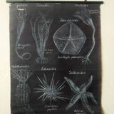 Rare educational grand tableau hand-drawn of extinct echinoderms, 19th century.