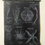 Rare educational grand tableau hand-drawn of extinct echinoderms, 19th century.