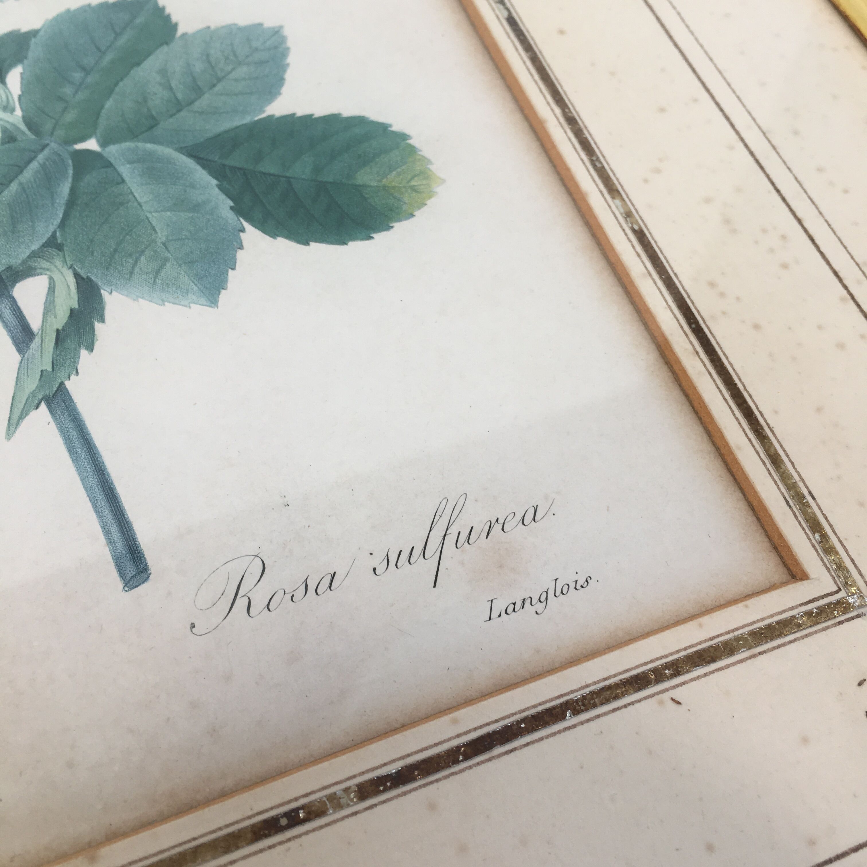 Pair of flower engravings by P.J. Redouté