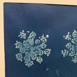 Cyanotype fleurs de carottes