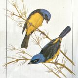 Cadre oiseaux