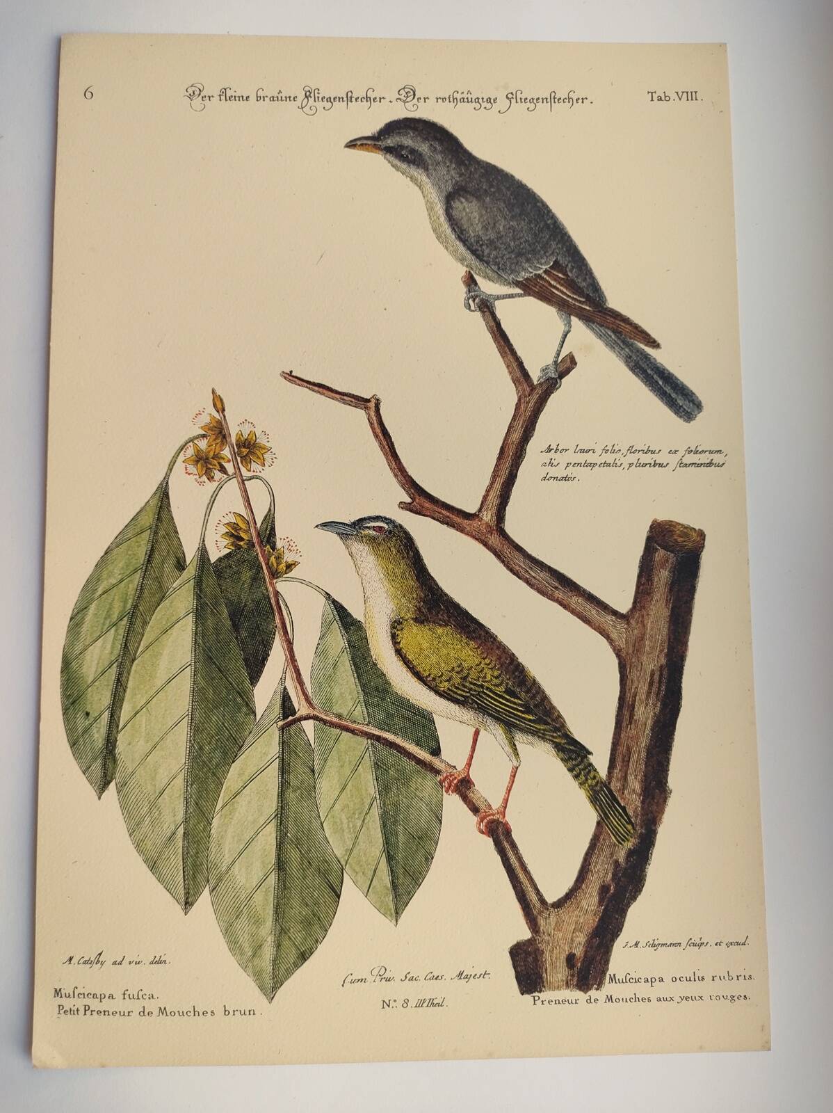 Old bird engraving - Fly Catcher - Zoological plate by Seligmann & Catesby